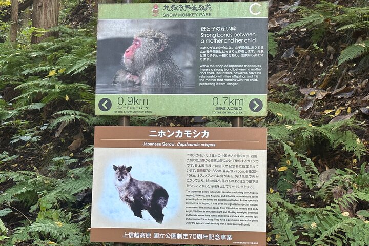 1-tägige private Schneeaffen-ZenkoJi-Tempel- und Sake-Verkostung durch Nagano