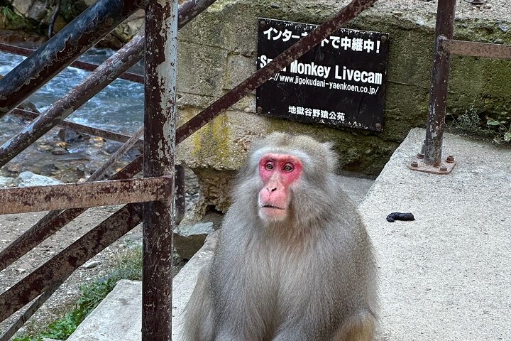 1-tägige private Schneeaffen-ZenkoJi-Tempel- und Sake-Verkostung durch Nagano