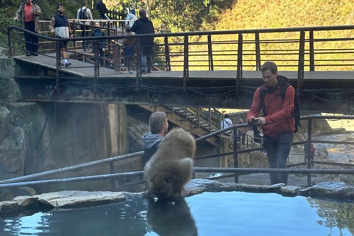 1-tägige private Schneeaffen-ZenkoJi-Tempel- und Sake-Verkostung durch Nagano