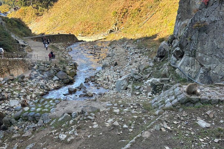 1-tägige private Schneeaffen-ZenkoJi-Tempel- und Sake-Verkostung durch Nagano
