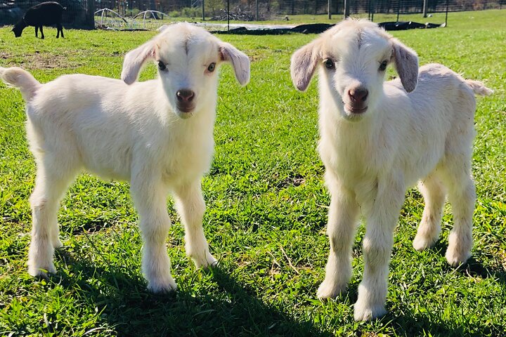 Tour por la granja en Clover Brooke Llama/Alpaca/Goat Farm