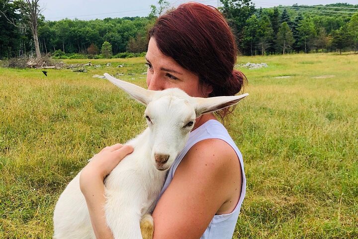 Tour por la granja en Clover Brooke Llama/Alpaca/Goat Farm