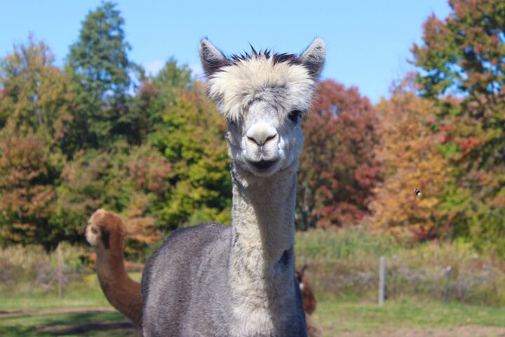 Tour por la granja en Clover Brooke Llama/Alpaca/Goat Farm