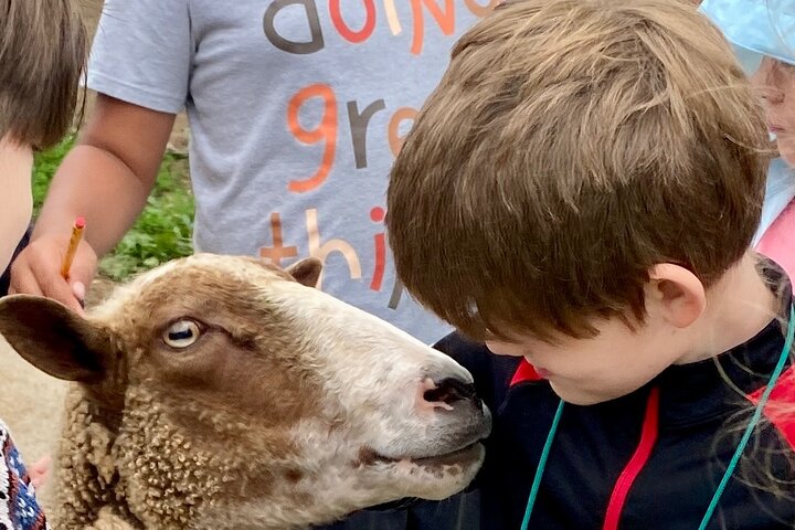 Tour por la granja en Clover Brooke Llama/Alpaca/Goat Farm