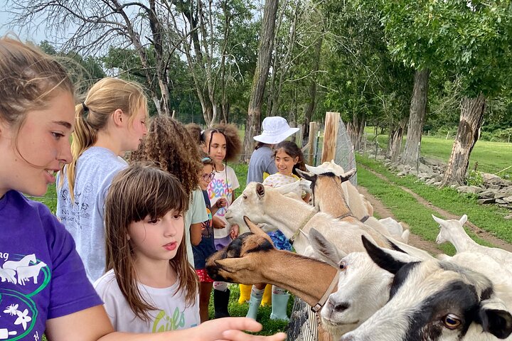 Tour por la granja en Clover Brooke Llama/Alpaca/Goat Farm