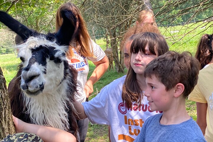 Tour por la granja en Clover Brooke Llama/Alpaca/Goat Farm