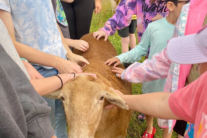 Tour por la granja en Clover Brooke Llama/Alpaca/Goat Farm
