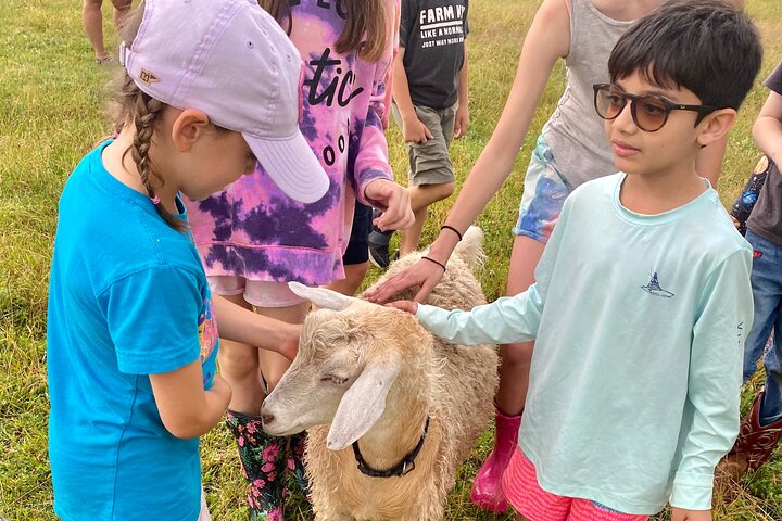 Tour por la granja en Clover Brooke Llama/Alpaca/Goat Farm