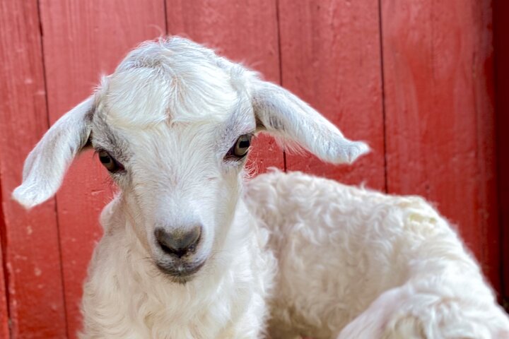Tour por la granja en Clover Brooke Llama/Alpaca/Goat Farm
