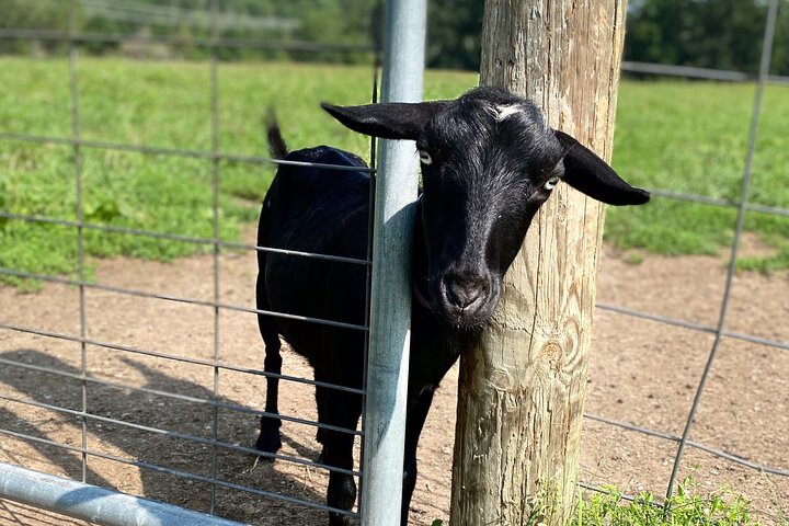 Tour por la granja en Clover Brooke Llama/Alpaca/Goat Farm