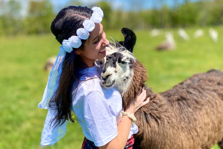 Tour por la granja en Clover Brooke Llama/Alpaca/Goat Farm