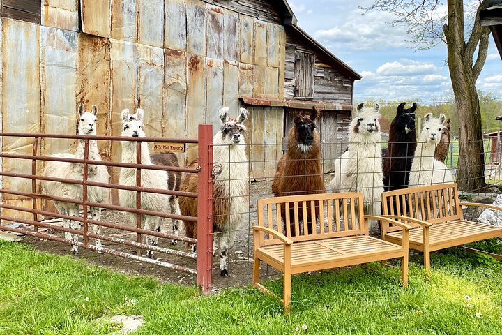 Tour por la granja en Clover Brooke Llama/Alpaca/Goat Farm