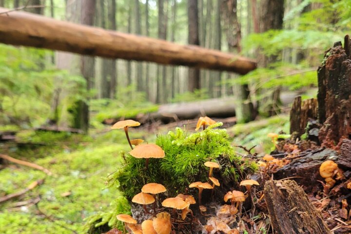 Natuurwandeling in Glacier National Park