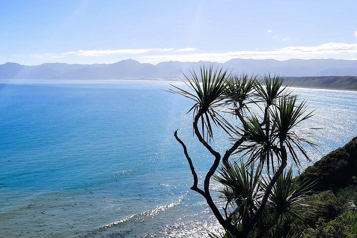 Martinborough Wine and Wild Coast Tour fra Wellington