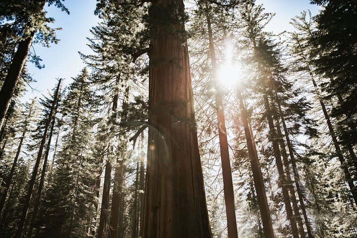 Excursión al Parque Nacional de Yosemite y Secuoyas Gigantes desde San José