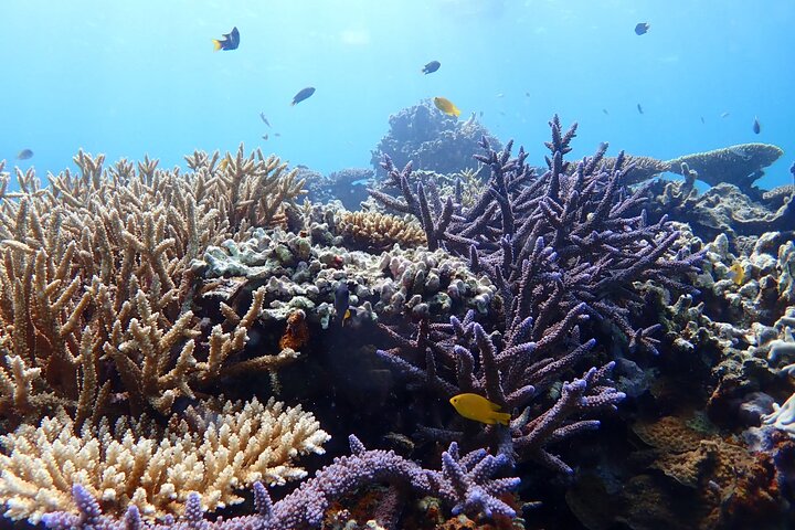Plongée avec tuba sur l'île fantôme d'Okinawa Ishigaki et la grotte bleue
