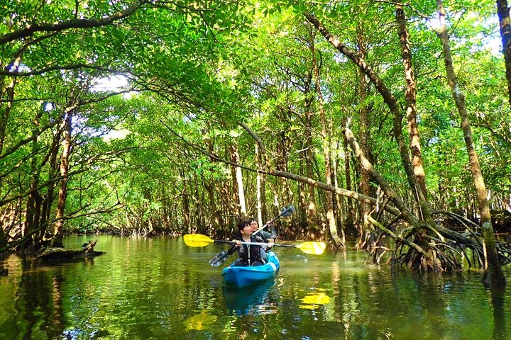 SUP ou canoë dans la mangrove d'Ishigaki + plongée avec tuba dans la Grotte Bleue