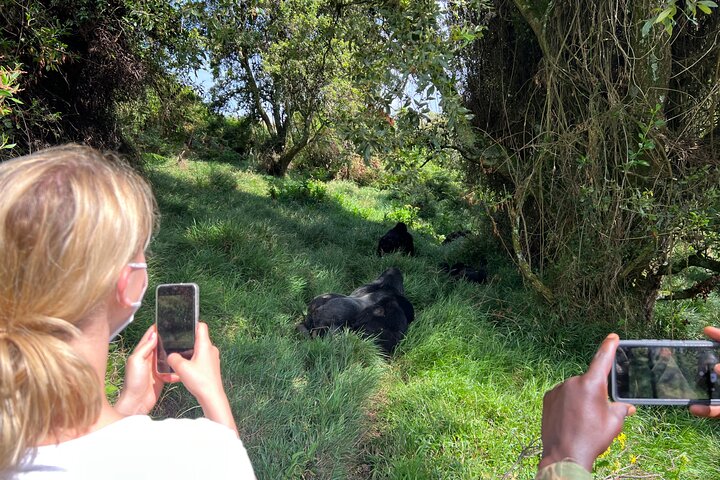 Gorilla Trekking di 1 giorno Mgahinga Gorilla NP e Lago Bunyonyi
