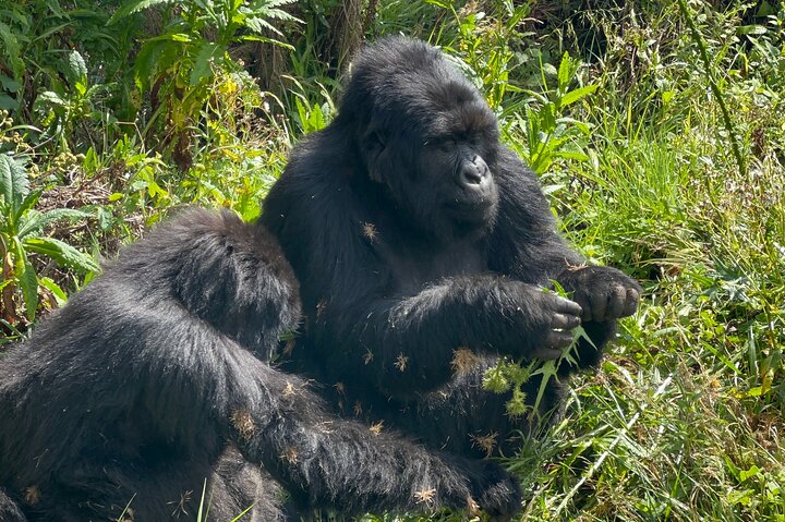 Gorilla Trekking di 1 giorno Mgahinga Gorilla NP e Lago Bunyonyi