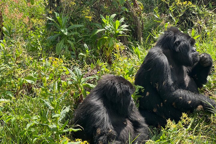 Gorilla Trekking di 1 giorno Mgahinga Gorilla NP e Lago Bunyonyi