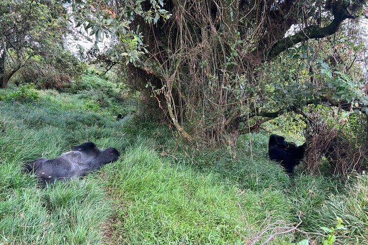 Gorilla Trekking di 1 giorno Mgahinga Gorilla NP e Lago Bunyonyi