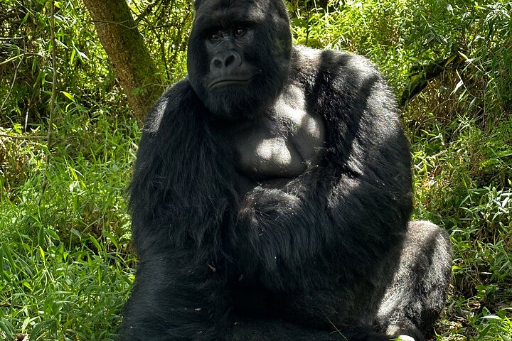 Gorilla Trekking di 1 giorno Mgahinga Gorilla NP e Lago Bunyonyi