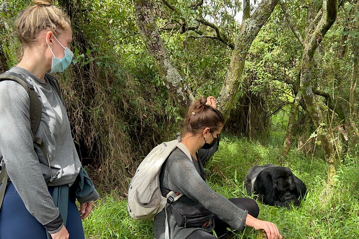 Gorilla Trekking di 1 giorno Mgahinga Gorilla NP e Lago Bunyonyi