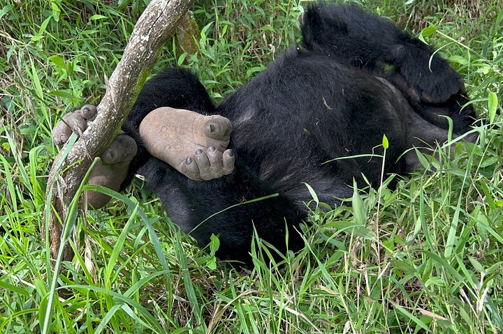 Gorilla Trekking di 1 giorno Mgahinga Gorilla NP e Lago Bunyonyi
