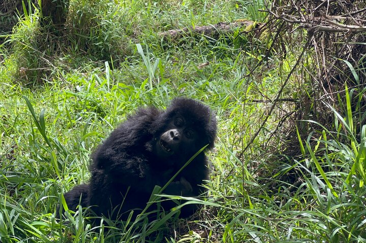 Gorilla Trekking di 1 giorno Mgahinga Gorilla NP e Lago Bunyonyi