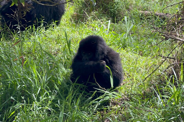 Gorilla Trekking di 1 giorno Mgahinga Gorilla NP e Lago Bunyonyi