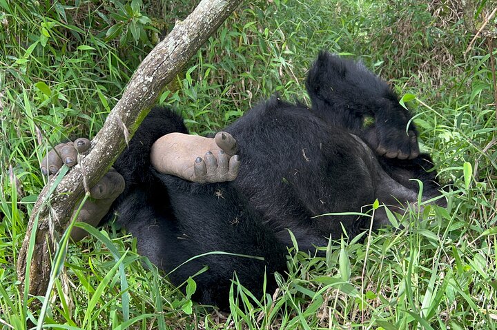 Gorilla Trekking di 1 giorno Mgahinga Gorilla NP e Lago Bunyonyi