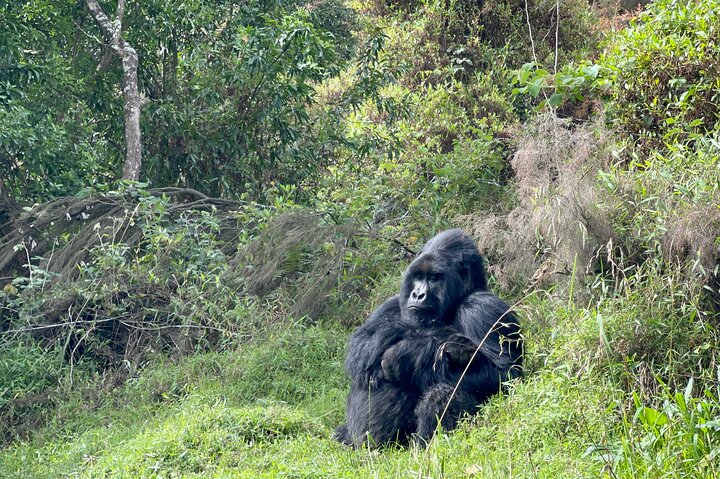 Gorilla Trekking di 1 giorno Mgahinga Gorilla NP e Lago Bunyonyi
