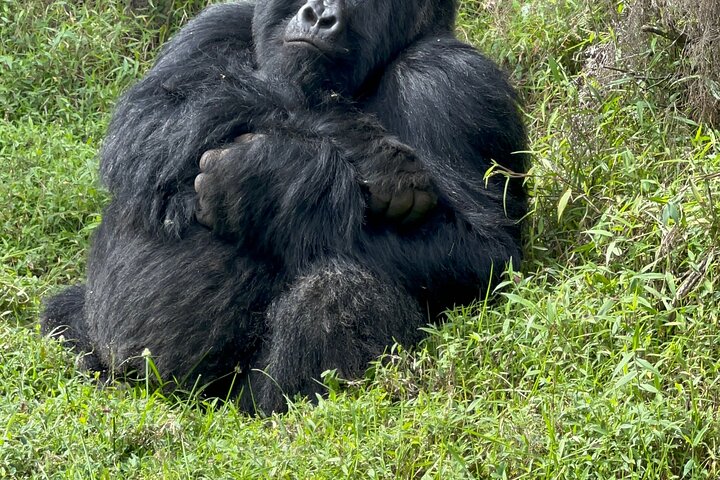 Gorilla Trekking di 1 giorno Mgahinga Gorilla NP e Lago Bunyonyi