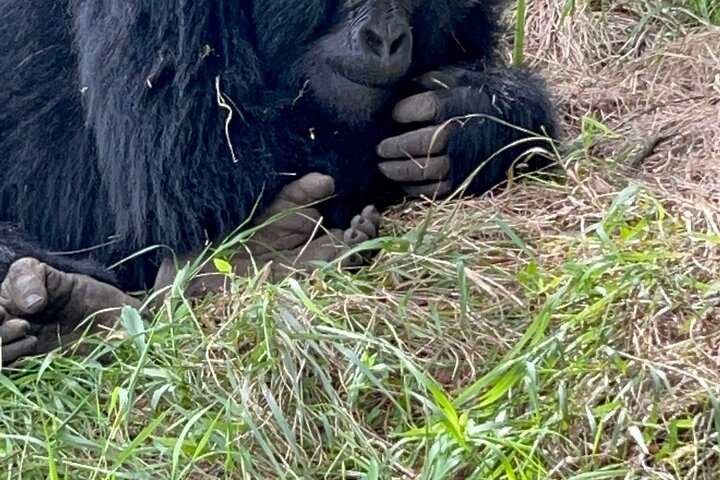 Gorilla Trekking di 1 giorno Mgahinga Gorilla NP e Lago Bunyonyi