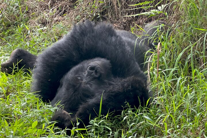 Gorilla Trekking di 1 giorno Mgahinga Gorilla NP e Lago Bunyonyi