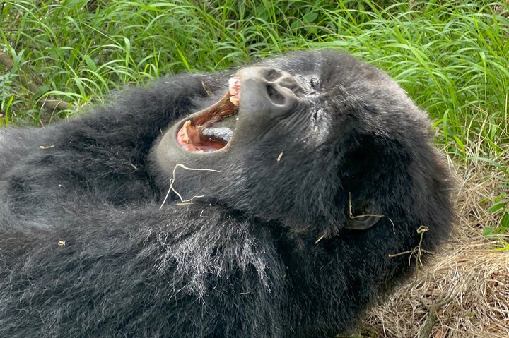 Gorilla Trekking di 1 giorno Mgahinga Gorilla NP e Lago Bunyonyi