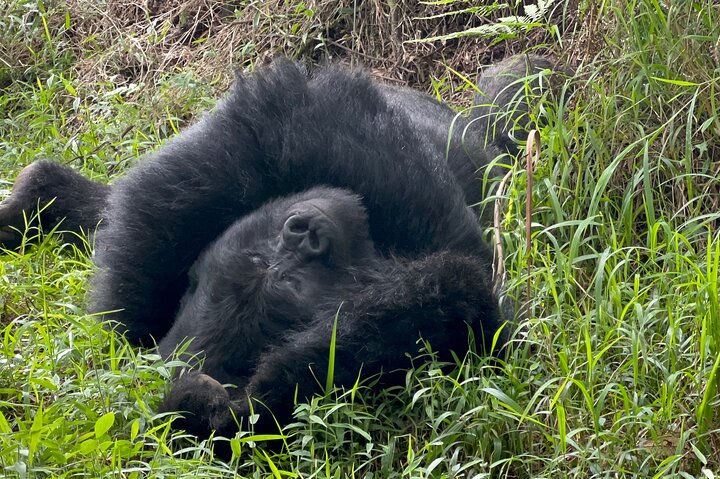 Gorilla Trekking di 1 giorno Mgahinga Gorilla NP e Lago Bunyonyi