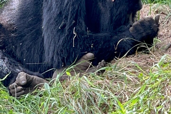 Gorilla Trekking di 1 giorno Mgahinga Gorilla NP e Lago Bunyonyi