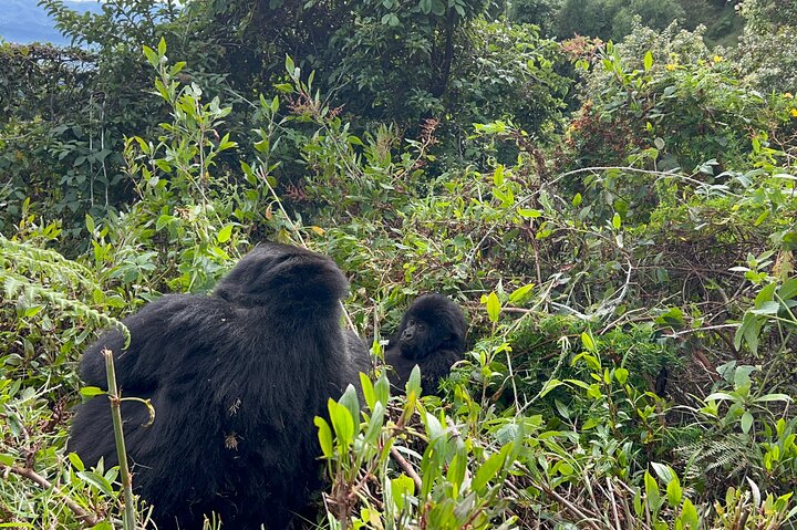 Gorilla Trekking di 1 giorno Mgahinga Gorilla NP e Lago Bunyonyi