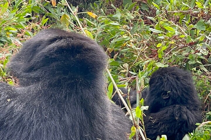 Gorilla Trekking di 1 giorno Mgahinga Gorilla NP e Lago Bunyonyi