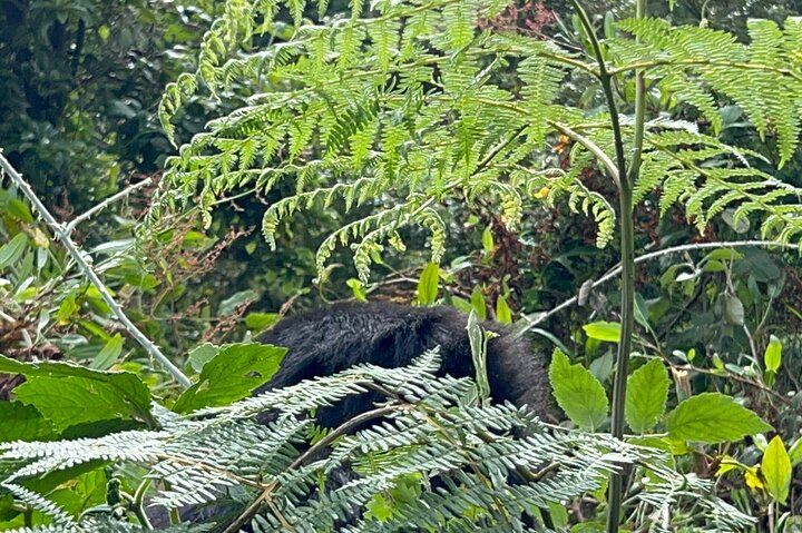 Gorilla Trekking di 1 giorno Mgahinga Gorilla NP e Lago Bunyonyi