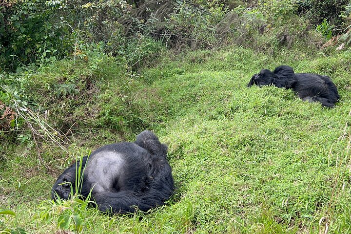 Gorilla Trekking di 1 giorno Mgahinga Gorilla NP e Lago Bunyonyi