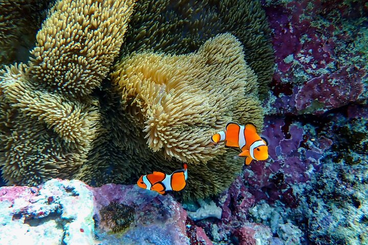 Okinawa Ishigaki Blue Cave Snorkeltur