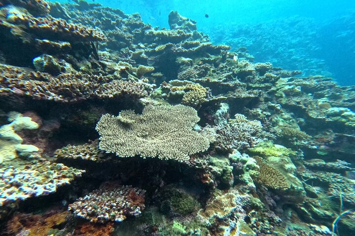 Okinawa Ishigaki Blue Cave Snorkeltur