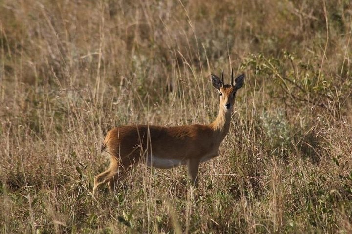 Full-Day Safari in Maputo National Park