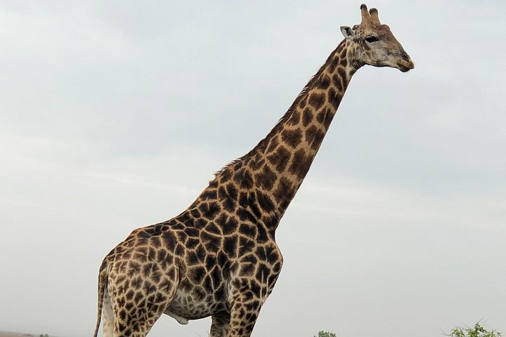 Full-Day Safari in Maputo National Park