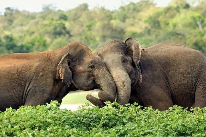 Wilpattu National Park 4 uur durende safari | met Natuuronderzoeker