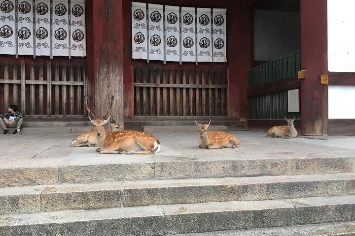 Tour a piedi di mezza giornata a Nara (opzione privata disponibile)