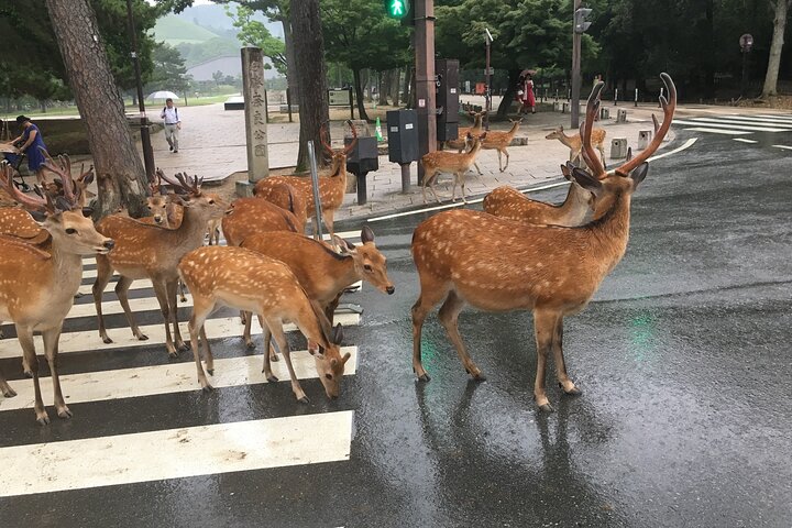 Tour a piedi di mezza giornata a Nara (opzione privata disponibile)