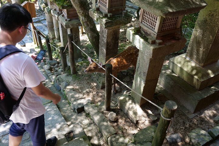 Tour a piedi di mezza giornata a Nara (opzione privata disponibile)